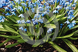 Scilla siberica Siberian squill, sapphire star, wood squill blue flowers in spring