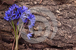 Scilla siberica, the Siberian squill or wood squill Scilla flower. A bunch of early spring blue flowers lie on a tree bark.