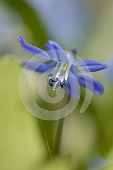 Scilla sibirica - lovely blue spring flower photo