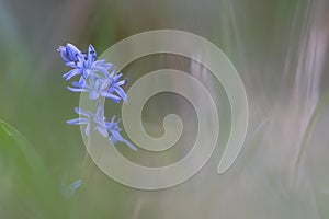 Scilla or squill blue flower and bulb