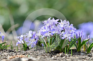 Scilla or Squill Flowers photo