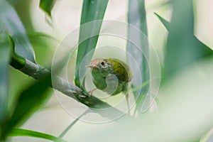 Scimitar Babblers On the branch