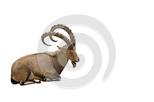 Scimitar horned Ibex photo