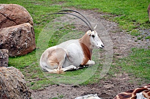 Scimitar-Horned Oryx