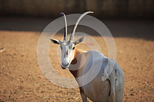 Scimitar horned Oryx
