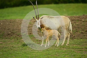 Scimitar Horned Oryx photo