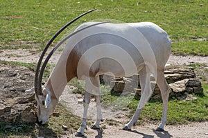 Scimitar-horned oryx