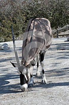 Scimitar Horned Oryx