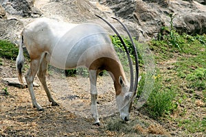 Scimitar-horned Oryx photo