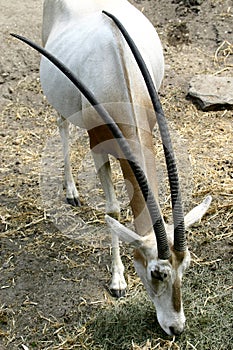 Scimitar-horned Oryx