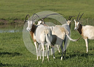 Scimitar Horned Oryx