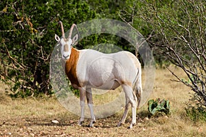 Scimitar Horned Oryx