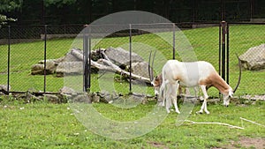 Scimitar Horned Oryx