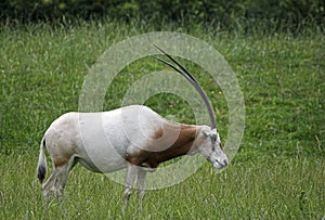 Scimitar-horned oryx photo