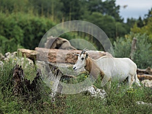 Scimitar horned oryx - African savvanah animal. African savvanah animal: Scimitar horned oryx