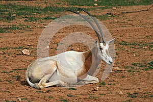 Scimitar horned oryx - African savvanah animal