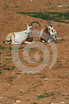 Scimitar horned oryx - African savvanah animal