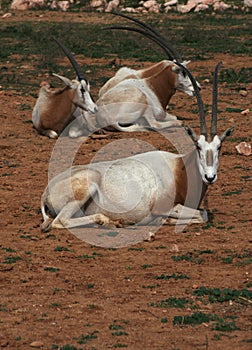 Scimitar horned oryx - African savvanah animal