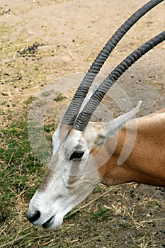 Scimitar-horned Oryx(close)