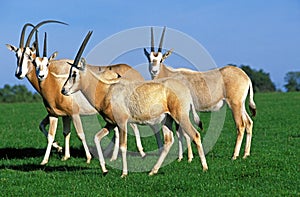 Scimitar Horned Oryx, oryx dammah, Herd, This Specy is now Extinct in the Wild
