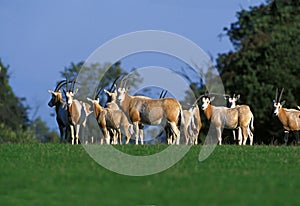 Scimitar Horned Oryx, oryx dammah, Herd, This Specy is now Extinct in the Wild