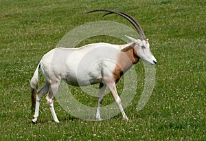 Scimitar Horned Oryx with magnificent horns