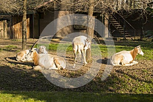 Scimitar-Horned Oryx (Oryx dammah)