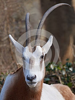 Scimitar-horned oryx (Oryx dammah)