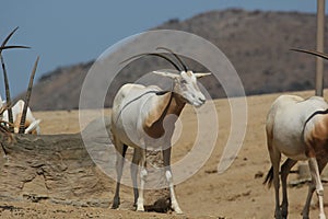 Scimitar-horned oryx (Oryx dammah)