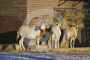 Scimitar-horned oryx, or Oryx dammah.