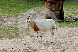 Scimitar-horned oryx Oryx dammah, also known as the Sahara oryx