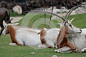 A Scimitar-Horned Oryx Oryx dammah group