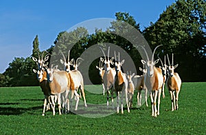 ORYX ALGAZELLE oryx dammah photo