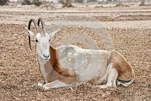 Scimitar-horned oryx, the Sahara oryx in the desert. Animals wildlife. Travel in nature reserves in Israel