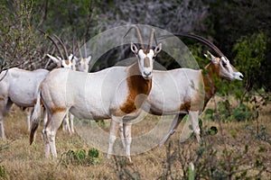 Scimitar Horned Oryx