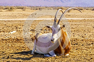 Scimitar-horned oryx, in the Yotvata Hai-Bar Nature Reserve