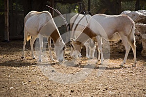 Scimitar Horned Oryx in zoo. Oryx dammah