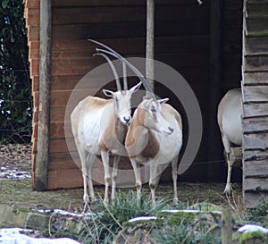 Scimitar-Horned Oryxs