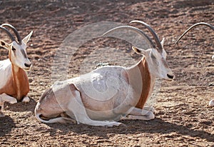 Scimitar oryx