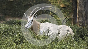 The Scimitar Oryx