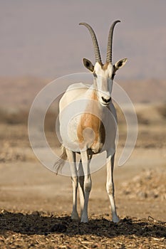 Scimitar Oryx antelope photo