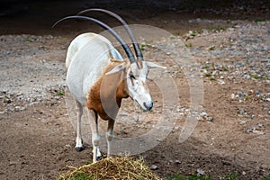 Scimitar Oryx Antelope