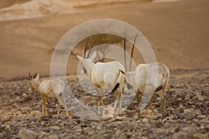 Scimitar oryx antelopes family