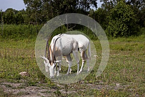 Scimitar oryx
