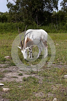 Scimitar oryx