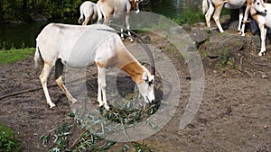 Scimitar oryx eating leaves of a tree branch, antelope specie that is extinct in the wild