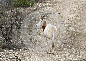 Scimitar oryx from the highway near Transitions Wildlife Photography Ranch near Uvalde, Texas.