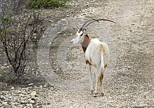 Scimitar oryx from the highway near Transitions Wildlife Photography Ranch near Uvalde, Texas.