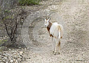 Scimitar oryx from the highway near Transitions Wildlife Photography Ranch near Uvalde, Texas.