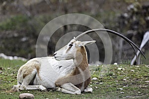 The scimitar oryx or scimitar-horned oryx Oryx dammah photo